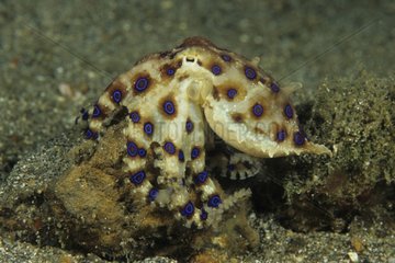 Blue-ringed Octopus Lembeh Strait Indonesia