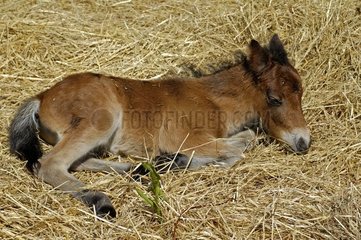 Drei Tage altes Pony -Fohlen  das auf Strohfrankreich liegt