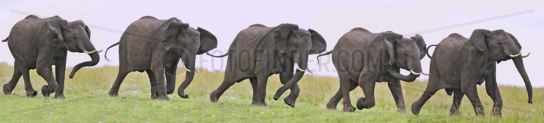 Walk sequence of an African Elephant Masai Mara NR Kenya