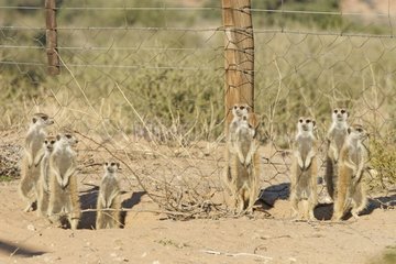 Meerkats before the frontrière with Namibia Kgalagadi