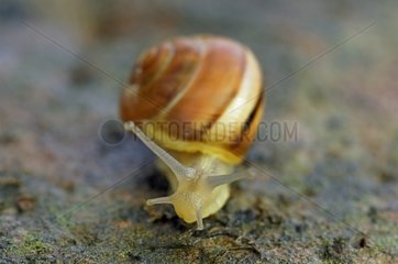 Snail on a stone Corrèze France