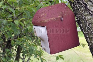 Breeding box concrete hanging from a branch Franche-Comte