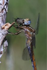 Orthetrum blue insects dévorant Var