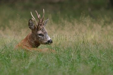 Roe-deer legte sich im Gras im Wald von Chizé Frankreich