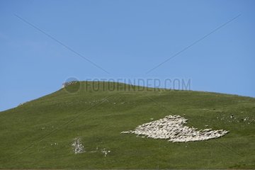 Herd of sheep on board overlooking Rhone-Alpes France