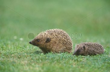 Western European Hedgehog and its young in the grass France