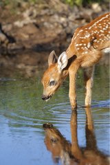 Young White-tailed deer drinking in water Minnesota USA