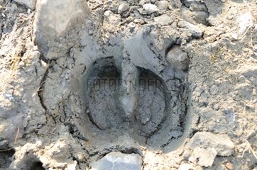 Imprint hoof muskox in mud Alaska
