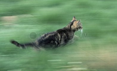Katze rennt im Gras Frankreich [at]