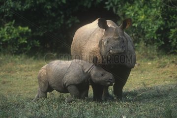 Jeune rhinocéros indien se frottant à sa mère Népal