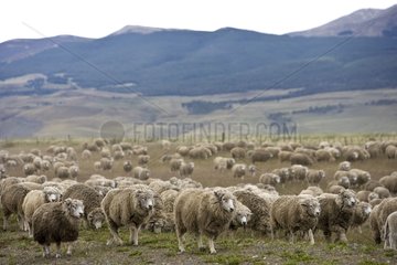 Sheep Herd in Chilean Patagonia