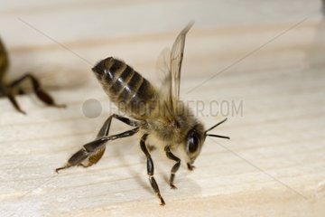 Arbeiterbiene verteidigen den Eintritt des Bienenstocks Frankreich