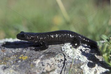 Salamandre de Lanza sur un rocher Alpes France