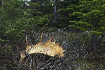 Antlers lost by an Elk in Gaspésie NP Quebec Canada