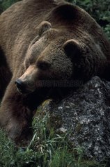 Pyrenäen Braunbär kratzen am Hals gegen einen Felsen