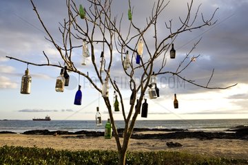 A tree to bottles on a beach of the island Isabela