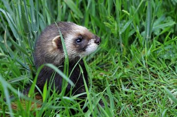 European Polecat in grass England