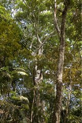 Trees in Soberania National Park Panama