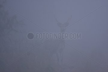 Axis Deer male and mist Bardia NP Nepal