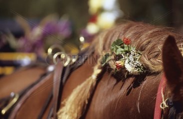 Decoration of a horse mane on a charabanc France