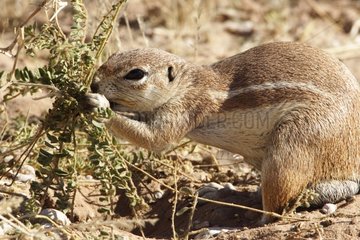 South african ground squirrel eating roots Kgalagadi NP