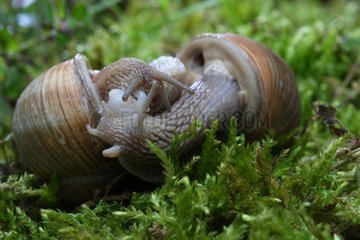 Coupling of two snails of Burgundy