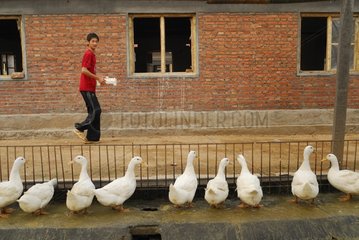 Collecting of eggs of a breeding of ducks China