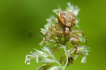 Araignée-crabe à l'affut au printemps