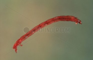 Larva of Midge Europe