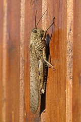 Egyptian Locust Male Aubignan Vaucluse Provence [AT]