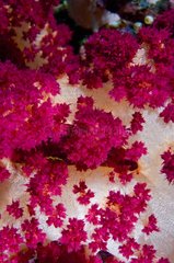 Rote Polypen eines weichen Korallensulawesi -Indonesiens