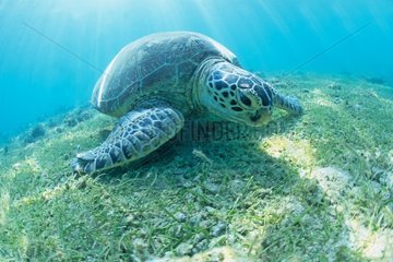 Green sea turtle equipped with a tag ARGOS Mayotte