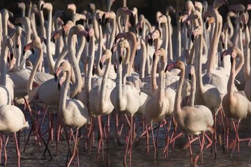 Pink flamingo Parc Régional de Camargue France