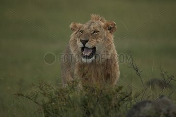 Portrait de Lion mâle dans la savane Kenya