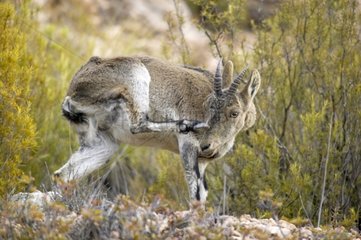Spanish ibex scratching Sierra de Gredos Spain