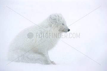 Arktischer Fuchs saÃŸ im Schnee und kÃ¤mpfte mit polarem kaltem Island