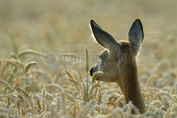 Female Roe Deer head above a field of grain Germany