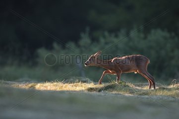Young male Roe-deer in summer Vosges France