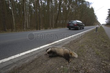Badger dead on the roadside Germany