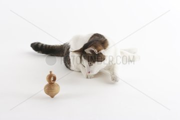 Cat playing with a top in a house