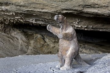 Statue of Mylodon listai in a cave Chilean Patagonia