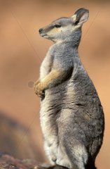 Wallaby von schlafenden schwarzen Felsen Australien
