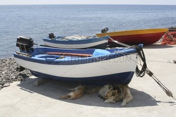Chiens se protégeant du soleil sous l'ombre d'une barque