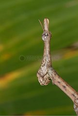 Portrait of a Horse head Grasshopper female French Guiana