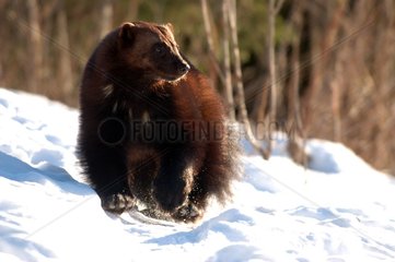 Wolverine running in snow Area of Orsa to Sweden