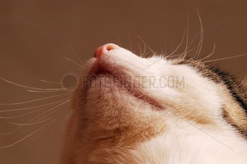 Bouche et nez d'une chatte de maison