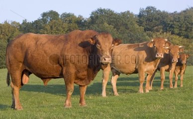 Limousinbullen und Kühe und Kalbfleisch an der Wiese