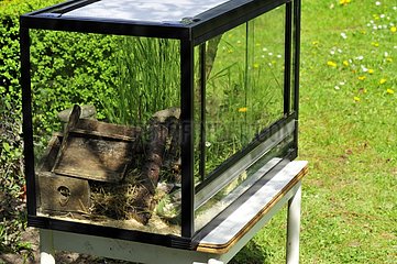 Natural Terrarium for House Mouse