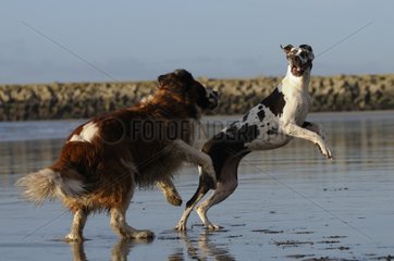 Deutscher Mastiff und Saint Bernard -Hund spielen am Strand