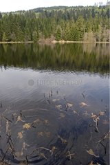 Gemeinsame KrÃ¶ten in einem Lake Lispach Torf Moor Frankreich